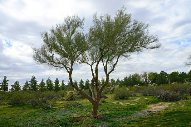 Cactus in Papago Park.