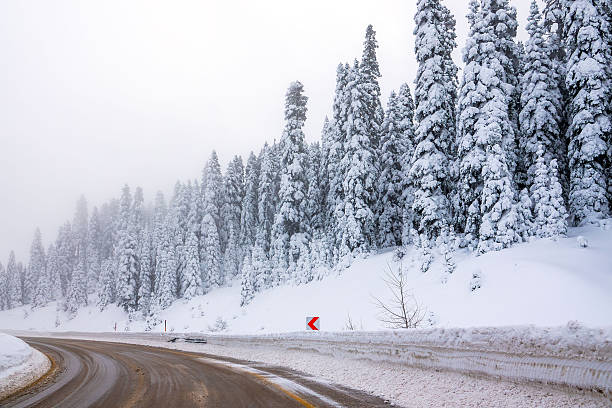 A snow-covered road curves through a dense conifer forest, trees covered with fresh snow, winter landscape, natural daylight.