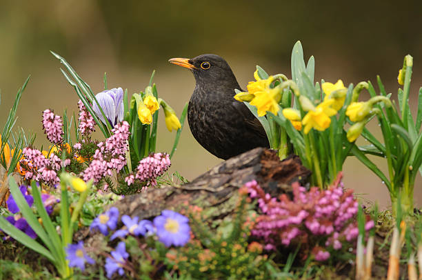 istock Eurasian blackbird, Turdus merula, male perched in spring flowers, daffodils, heather, crocus, and anemones, in garden. March. 2258292345