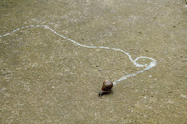 Garden snail, meandering trail of slime as snail moves along.