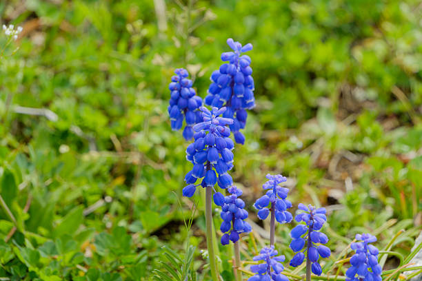 blue flowers garden background