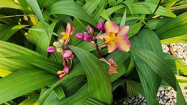 Spathoglottis plicata Blume is a terrestrial orchid with underground tubers. It has large, pleated leaves and pink to purplish-yellow flowers that bloom in clusters. It is popularly grown for home decoration.