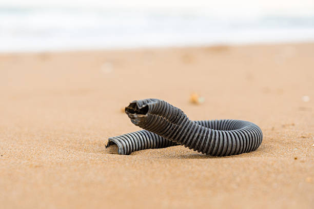 Sandworm crawling on a beach