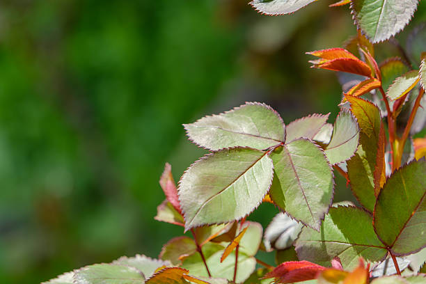 Close-up of young, vibrant green leaves of a rose bush showing detailed textures and serrated edges against a soft bokeh background.
