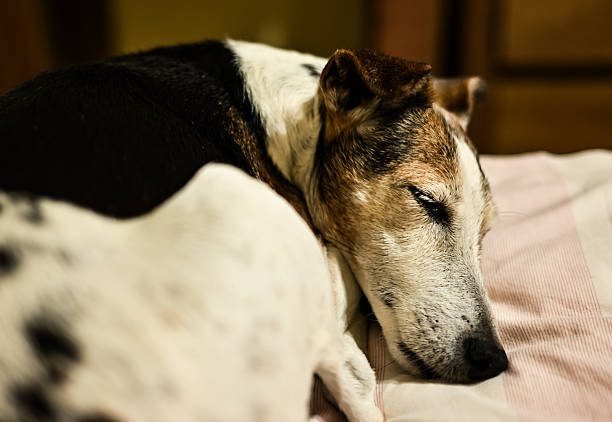 Old foxterrier dog with black and brown markings sleeps peacefully on a  blanket indoors, radiating calm and comfort.
