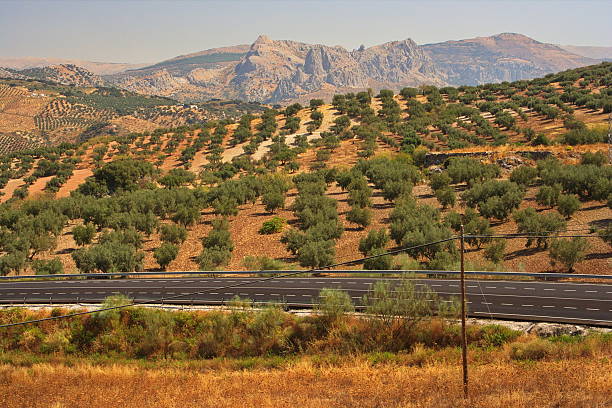 Camino en el olivar un dia soleado en Pinto. Madrid.