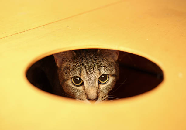Headshot of kitty cat hiding, playing or hunting in cat hut. Intense, shy, afraid or anxious body language. 1 years old tabby cat. Selective focus.