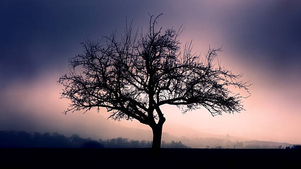 foggy hillside view seen through the branches of a bare tree