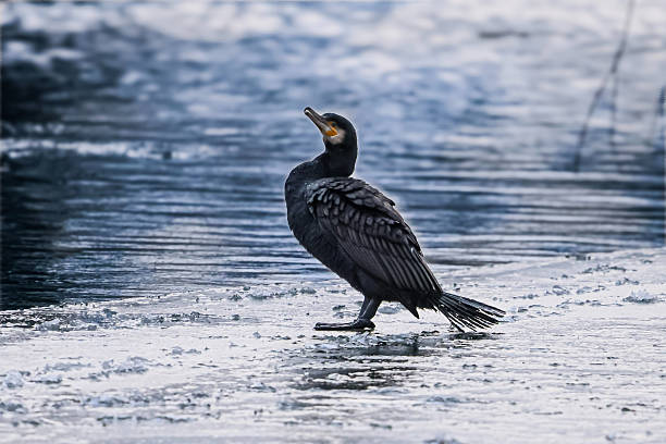 A solitary great cormorant bird stands alert on a frozen shoreline, its dark plumage contrasting with the rippling, cool-toned water behind it