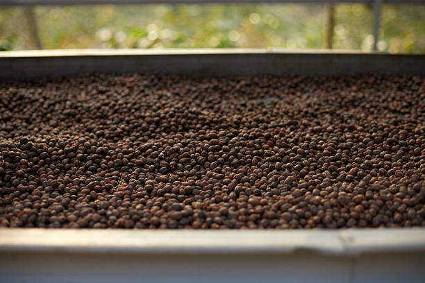 Raw coffee beans, coffee drying process on shelf natural sunlight plantation at factory community north of Chiang Rai Thailand,selective focus