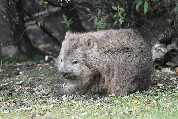 The common wombat is herbivorous, mainly nocturnal, and lives in burrows. Being a marsupial, its joeys inhabit a pouch on the mother for around five months after birth. Common wombats are herbivorous, subsisting on grass, snow tussocks, and other plant materials.