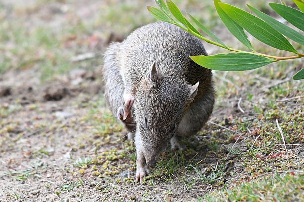 The Southern brown bandicoot is a short-nosed bandicoot, a type of marsupial, found mostly in southern Australia. Southern brown bandicoots have a stocky body with a short snout and short, rounded ears. They have coarse, bristly hair that is grizzled and coloured a dark greyish to yellowish brown, with the undersides a creamy-white or yellowish grey. Southern brown bandicoots are omnivorous, feeding on insects, spiders, worms, plant roots, ferns, and fungi.