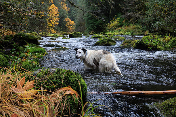 A mixed breed dogs wades in the Salmon River in the Cascade Range of Oregon