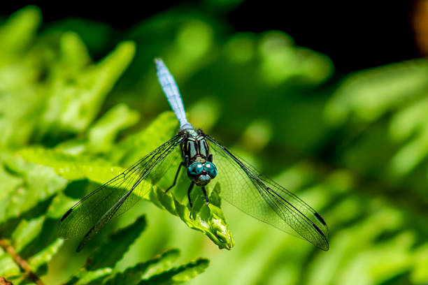 Dragonfly, close-up.