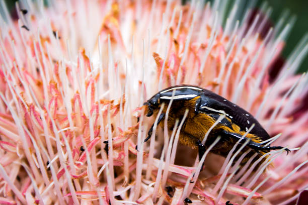 A Protea Chafer, Trichostetha fascicularis, between the pink styles of a Common Sugerbush.