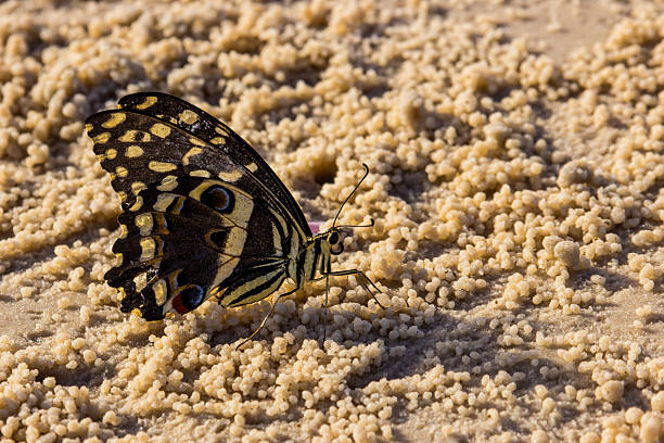 A swallowtailed butterfly (Papilio demodocus) sitting on the beach at Inhassoro, Mozambique, surrounded by feeding balls of bubbler crabs.