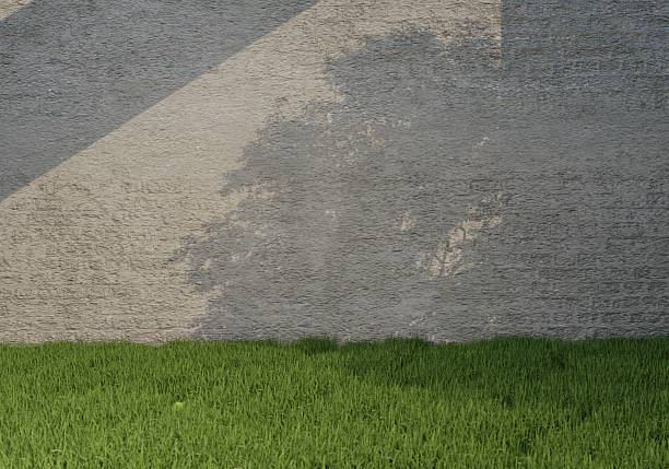 The sunlight shines on the leaves and reflects the shadow on the wall