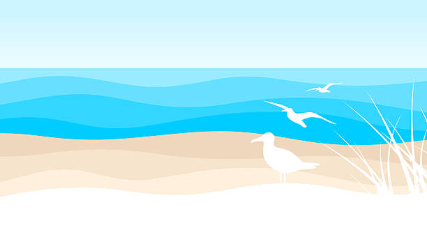 Summer beach holiday coastline coastal sea grass and seagull view background abstract.