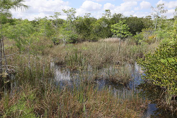 A swampy marsh in Florida's Everglades.