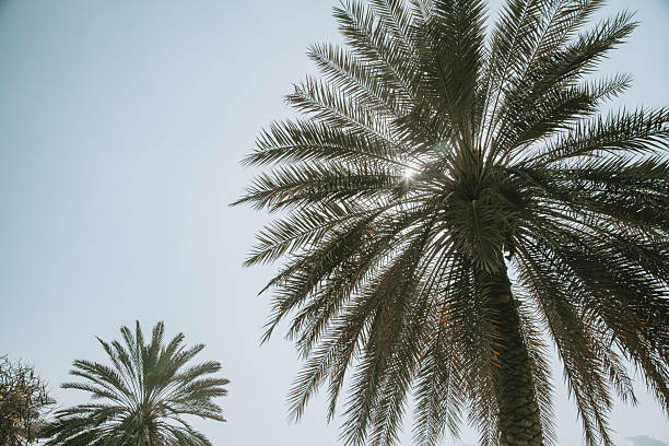 An upward view of lush palm tree crowns spreading toward a clear blue sky in Dubai United Arab Emirates capturing warm sunlight natural symmetry and a relaxed tropical atmosphere Ideal for summer travel themes wellness lifestyle eco concepts and minimal nature inspired backgrounds with generous copy space