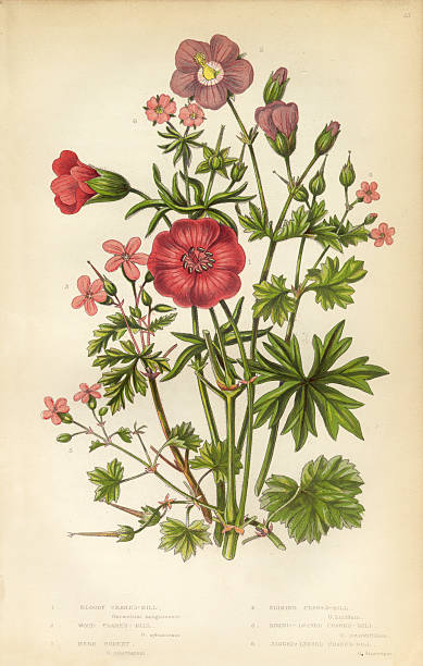 Very Rare, Beautifully Illustrated Antique Engraved Botanical Illustration of Cranesbill and Geranium from The Flowering Plants and Ferns of Great Britain, Published in 1846. Copyright has expired on this artwork. Digitally restored.