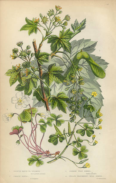 Very Rare, Beautifully Illustrated Antique Engraved Botanical Illustration of Sycamore, Acer and Wood Sorrel from The Flowering Plants and Ferns of Great Britain, Published in 1846. Copyright has expired on this artwork. Digitally restored.