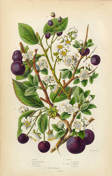 Very Rare, Beautifully Illustrated Antique Engraved Botanical Illustration of Plum, Cherry, Sloe and Bullace, from The Flowering Plants and Ferns of Great Britain, Published in 1846. Copyright has expired on this artwork. Digitally restored.