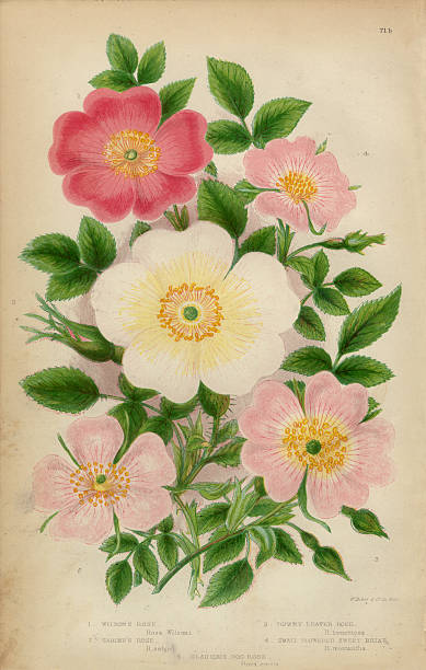 Very Rare, Beautifully Illustrated Antique Engraved Botanical Illustration of Rose, Sweetbriar and Rose Bush, Victorian Botanical Illustration, Victorian Botanical Illustration, from The Flowering Plants and Ferns of Great Britain, Published in 1846. Copyright has expired on this artwork. Digitally restored.