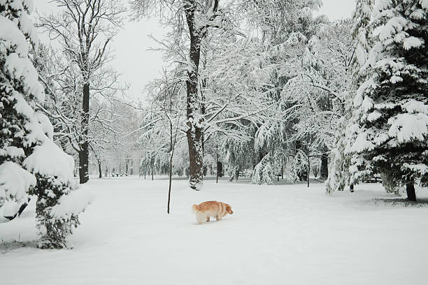 Golden Retriever exploring snowy forest clearing surrounded by frost covered trees. Quiet winter landscape with dog enjoying nature and fresh snow