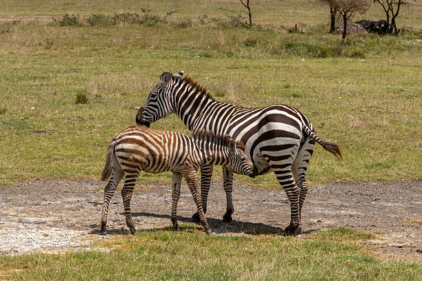 Zebra Lake Nakuru National Park Kenya East Africa. Zebras are best known for their distinctive white and black stripes, which come in different patterns unique to each individual. Their stripes are a form of camouflage called 'disruptive colouration' that breaks up the outline of the body so it is difficult to make them out particularly in the dawn light when predators are most active