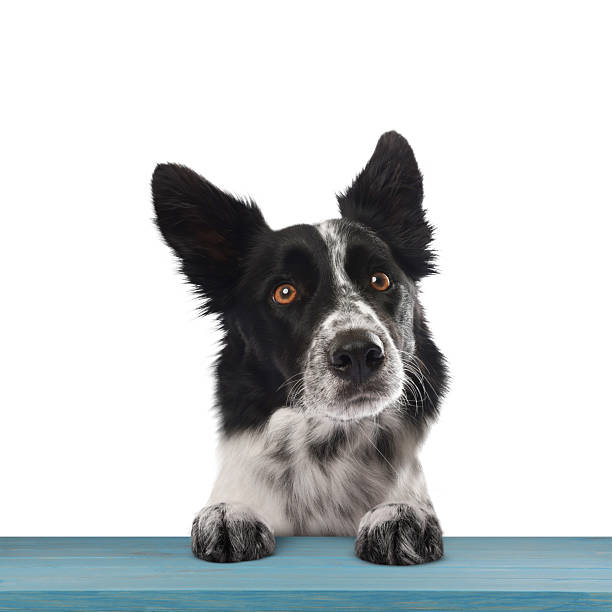 Cute dog peering out of table against white background