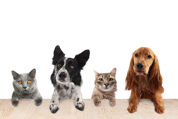 Cats and dogs peering out, with their paws on table. White background