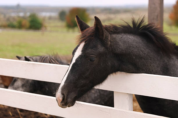 Beautiful horses at paddock outdoors. Lovely domesticated pet