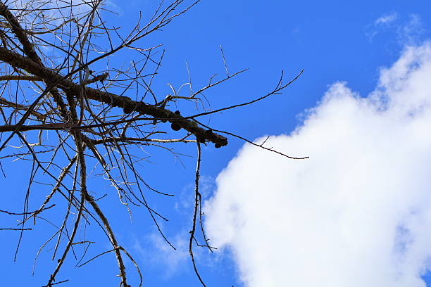 Delicate bare twigs stretch upward beneath a bright, sunlit sky filled with drifting white clouds.The fine network of branches creates intricate patterns against the vibrant blue backdrop.Sunlight sharpens every detail, turning simplicity into quiet elegance.A minimalist yet powerful portrait of nature’s structure and openness.