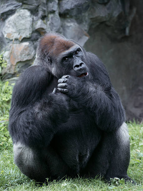 close-up of a gorilla