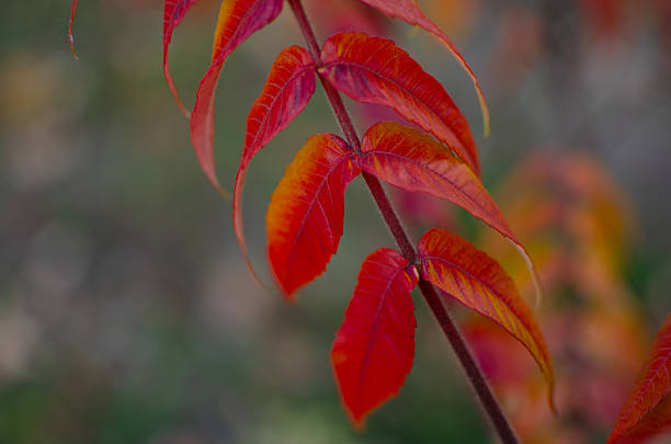 Close-up of vibrant sumac leaves in autumn. Bold reds and yellows suggest fall season mood