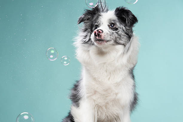 A border collie looks at floating bubbles with wide eyes and a curious, amused expression.