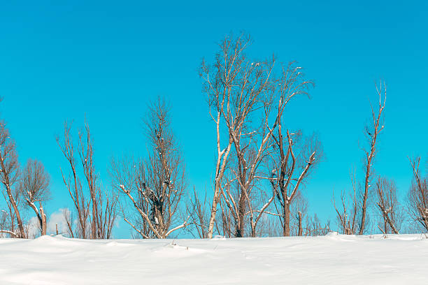 Free picture: Snowy landscape with bare, leafless trees, a panorama of ...