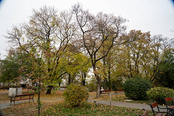 Nature and trees in Budapest city center, representing sustainable urban living in a European capital.