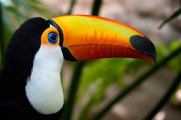A rainforest tucan bird close up