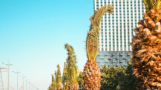 Palm trees with tall trunks and green fronds beside a modern building in an urban setting