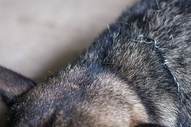 Black male dog's fur is falling out