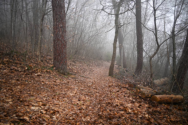 Forest path covered in fallen autumn leaves on a foggy and misty day