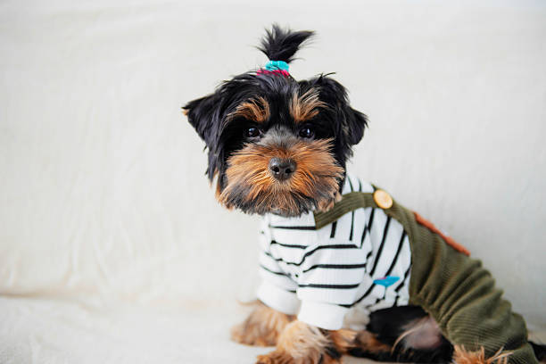 funny Yorkshire Terrier puppy in clothes poses on a sofa