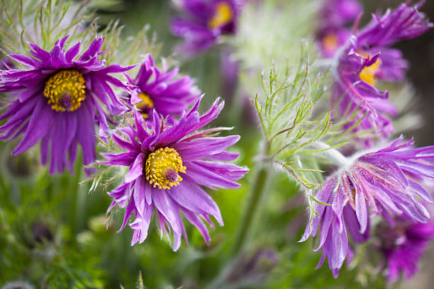 Close-up of Prairie Pasqueflowers (Pulsatilla Nuttalliana)