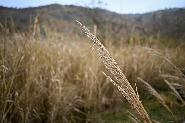 Dry tall grass blades sway in a field with mountains under a clear sky