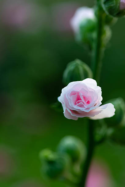 Close-up photograph of a delicate white rose with soft pink center blooming against a smooth green background. Symbol of love, purity, romance, and natural beauty.