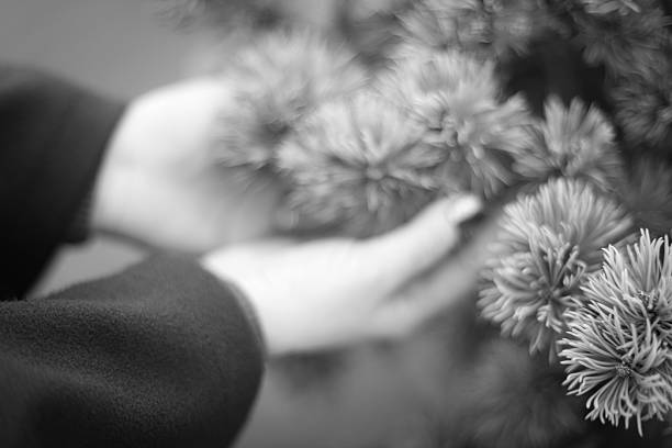 Close-up black and white photograph of human hands gently touching soft pine tree branches. Minimalist nature detail expressing calm, connection with nature, mindfulness, and sensory experience outdoors.