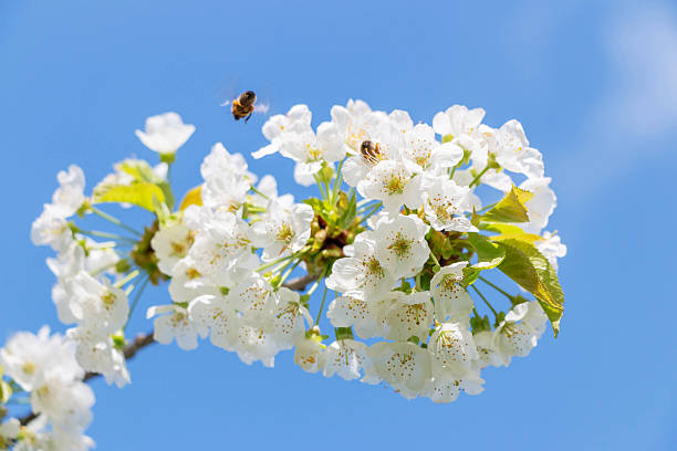 Cherry tree blooms with white flowers with bee in early spring in the garden
