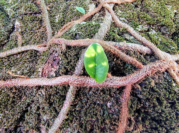 A climbing plant with small leaves that grows on a tree trunk in the Atlantic Forest.